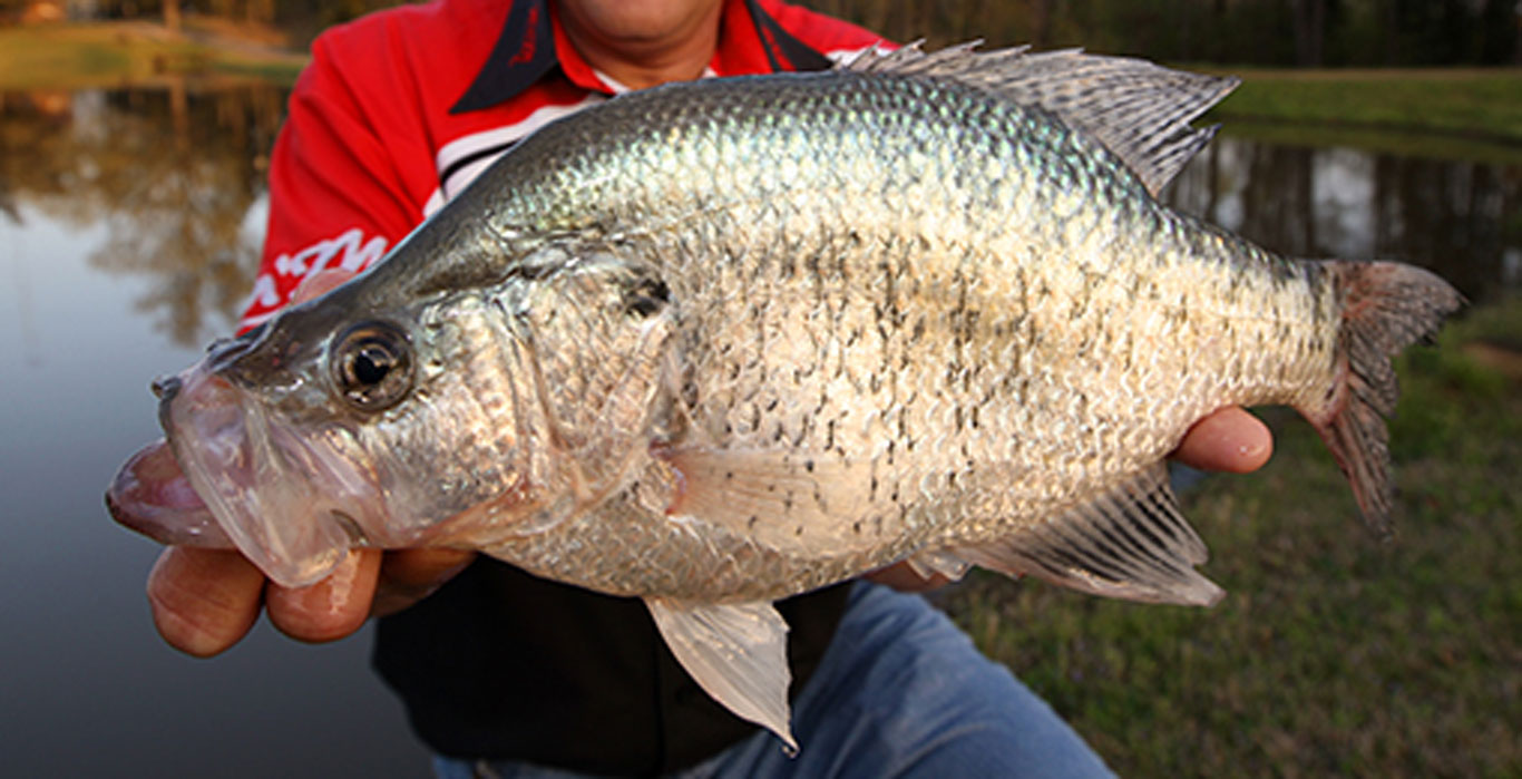 Crappie-Length-To-Weight-Conversion-Chart