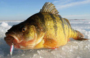 Perch Length To Weight Conversion Chart
