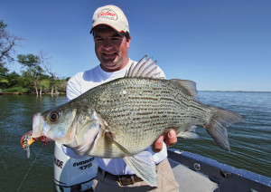 White Bass Length To Weight Conversion Chart