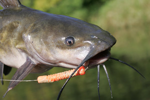 Channel Catfish Length To Weight Conversion Chart