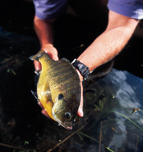 A Case for Selective Bluegill Harvest 