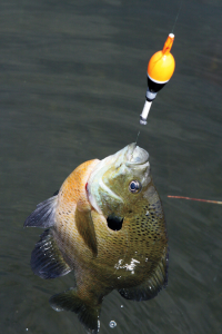 A Case for Selective Bluegill Harvest 
