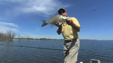 An angler in a boat holding a white bass