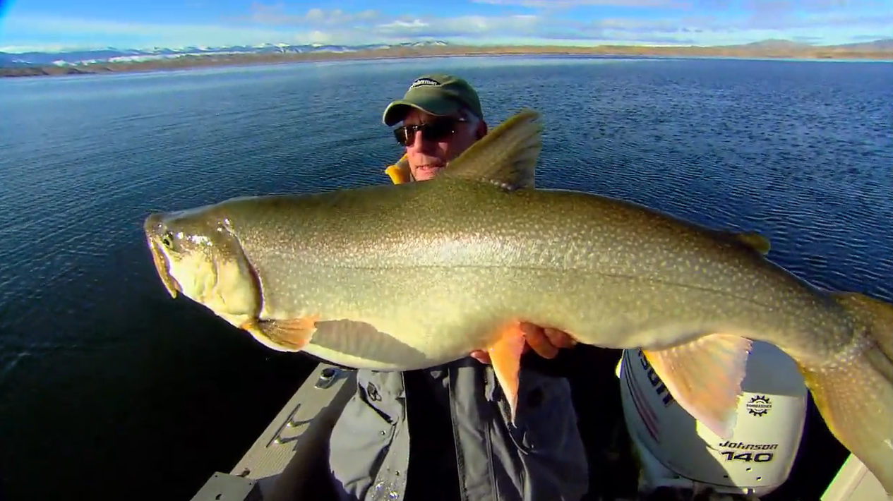 Lake Trout Length To Weight Conversion Chart InFisherman