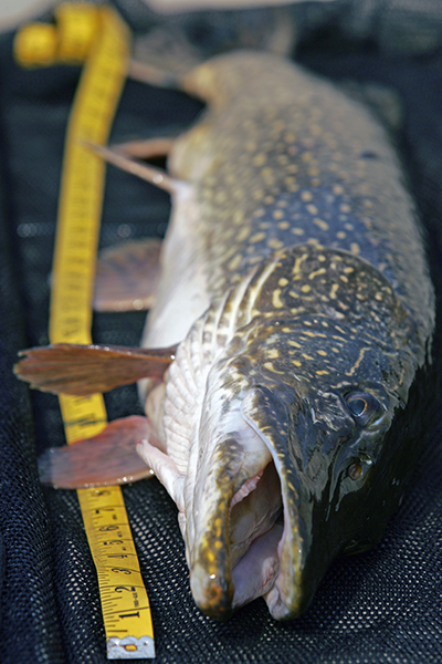 Pike Length To Weight Chart Uk
