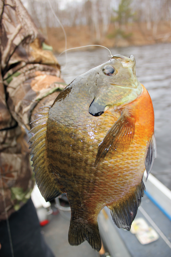 Summer Into Fall River Panfish