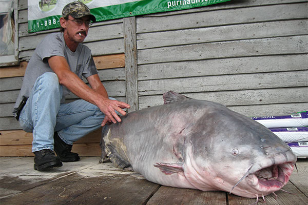 How big can North American catfish get?