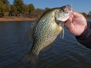Bobby Garland® 1.5 Crappie Shooter-Lights Out
