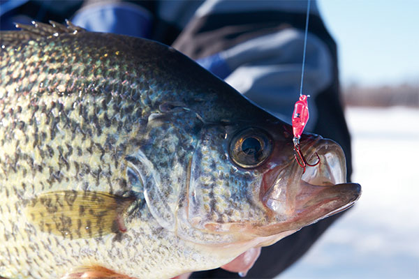Ice Fishing for Bluegill: How to Catch Panfish Through the Ice