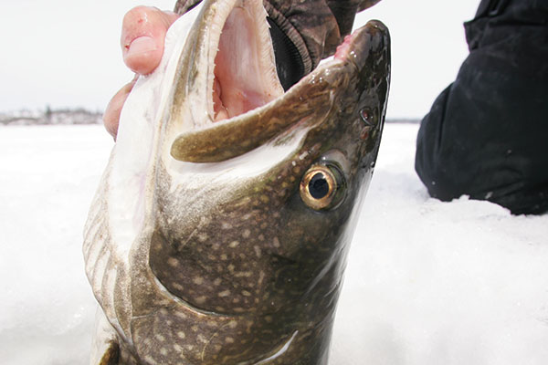 Tips for Canadian Shield Lake Trout