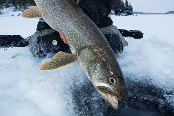 Ice-fishing for Canadian Shield lake trout