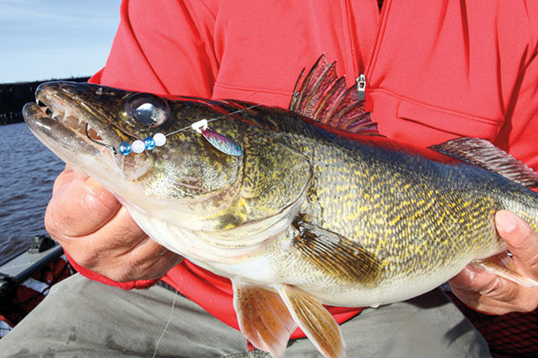 Walleye Spinner Rigging Refinements In Fisherman - Best Hook Size For Walleye Fishing