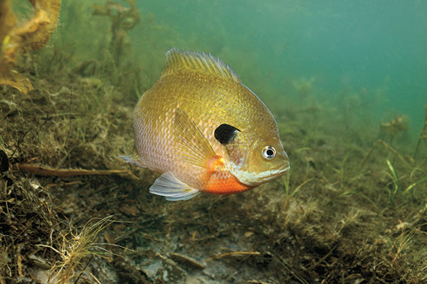 Snack Size Bluegill