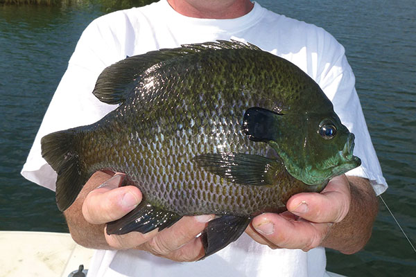 Trophy Bluegills