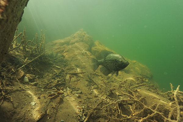 Scary Video: Angler Hits Underwater Log and Rips