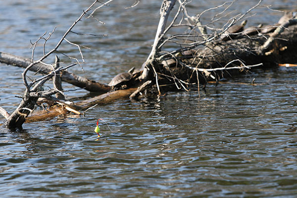 Use-Bobbers-for-Spring-Panfish