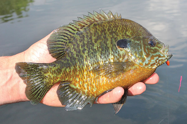 Use-Small-Cranks-for-Spring-Panfish