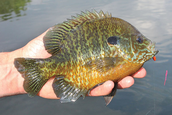 Angling Buzz: Spring Panfish Patterns