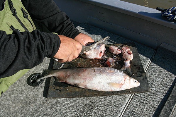 Cutting Gizzard Shad for Catfish Bait 
