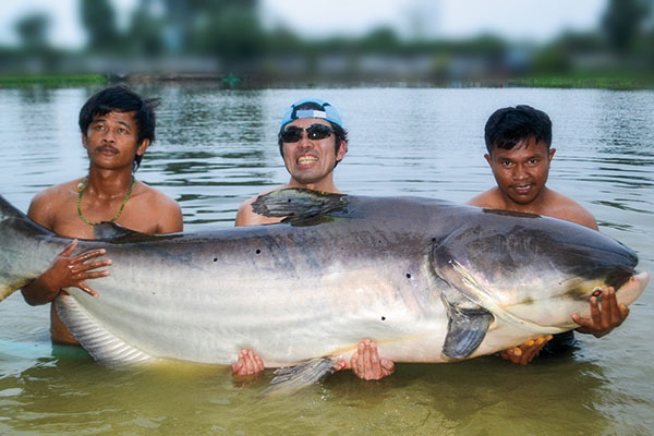Mekong Giant Catfish 
