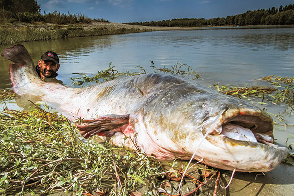 Tips for Catching Giant Catfish 