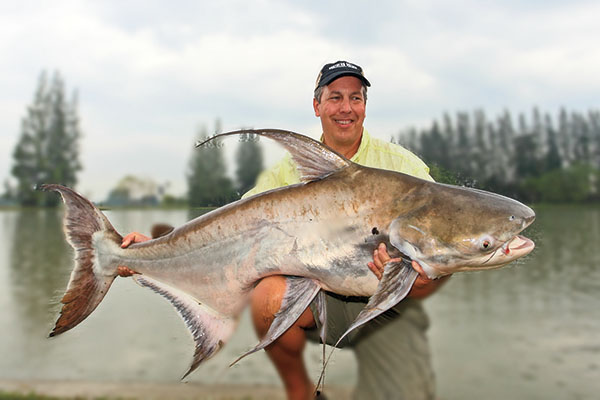 Chao Phraya Giant Catfish
