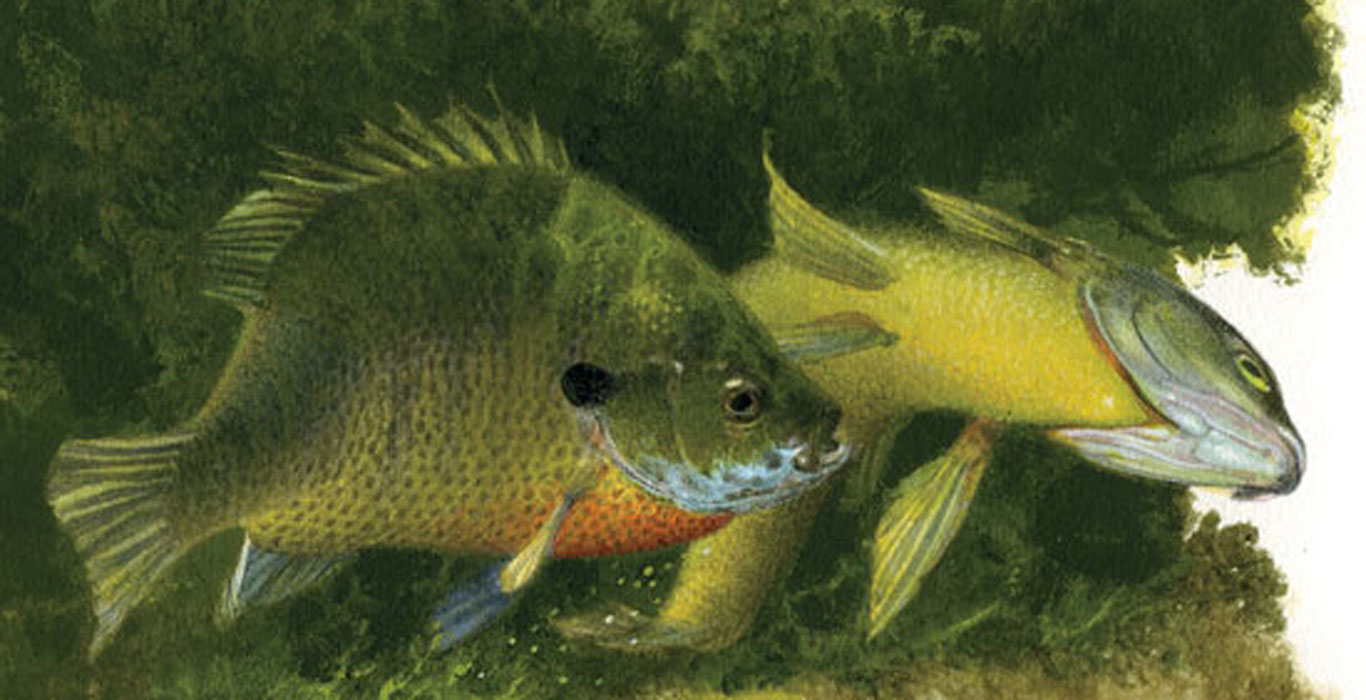 Sunfish Spawn Process In Fisherman Sunfish Spawn Process In Fisherman