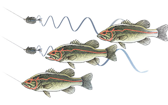 Why Use Softbait Trailers for Bass