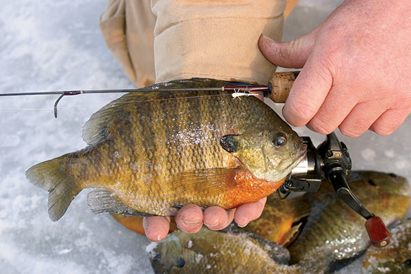 Top Picks for Panfish Rods