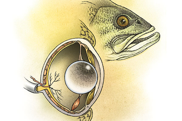Cracking the code on fish vision