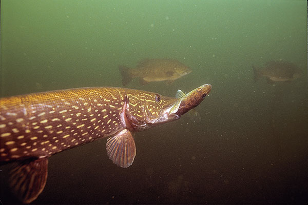 Tips for Big Winter Pike 