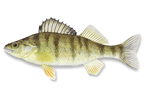 Types of Walleye Forage