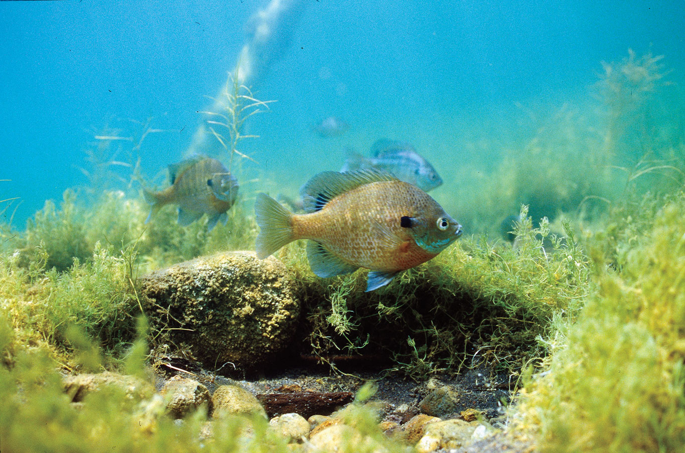 Another tank bluegill to add to my collection for this summer