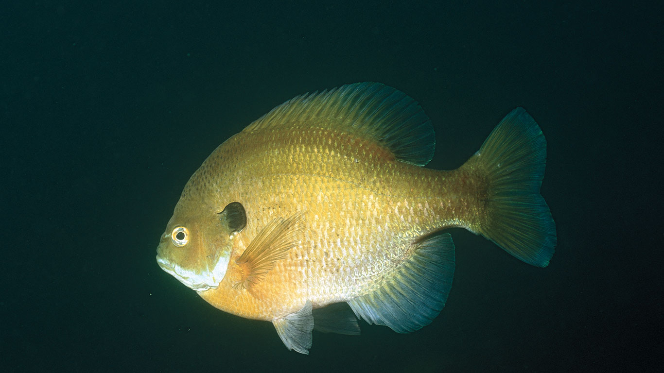 Season-Long Guide To Hardwater Bluegills 