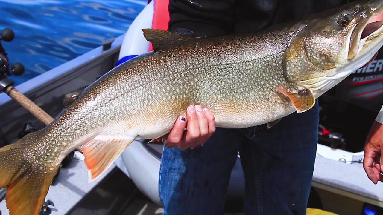 Trolling for Giant Lake Trout - In-Fisherman