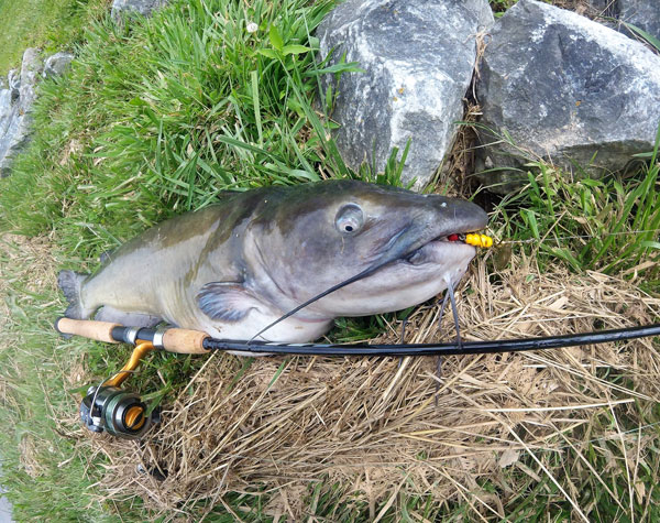 Channel Cats with Lures 