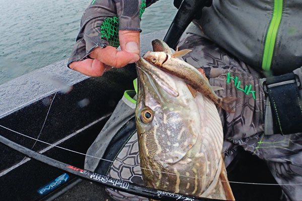 Catching Late Summer Pike on Livebait - In-Fisherman