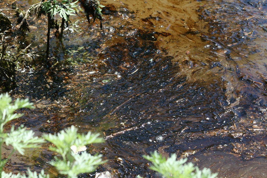 TU On Yellowstone Oil Spill