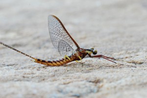 Mayfly