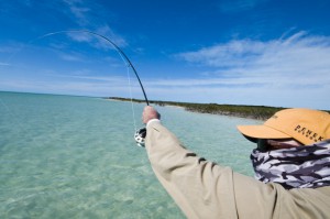 Retrieving Tip