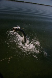 Tarpon