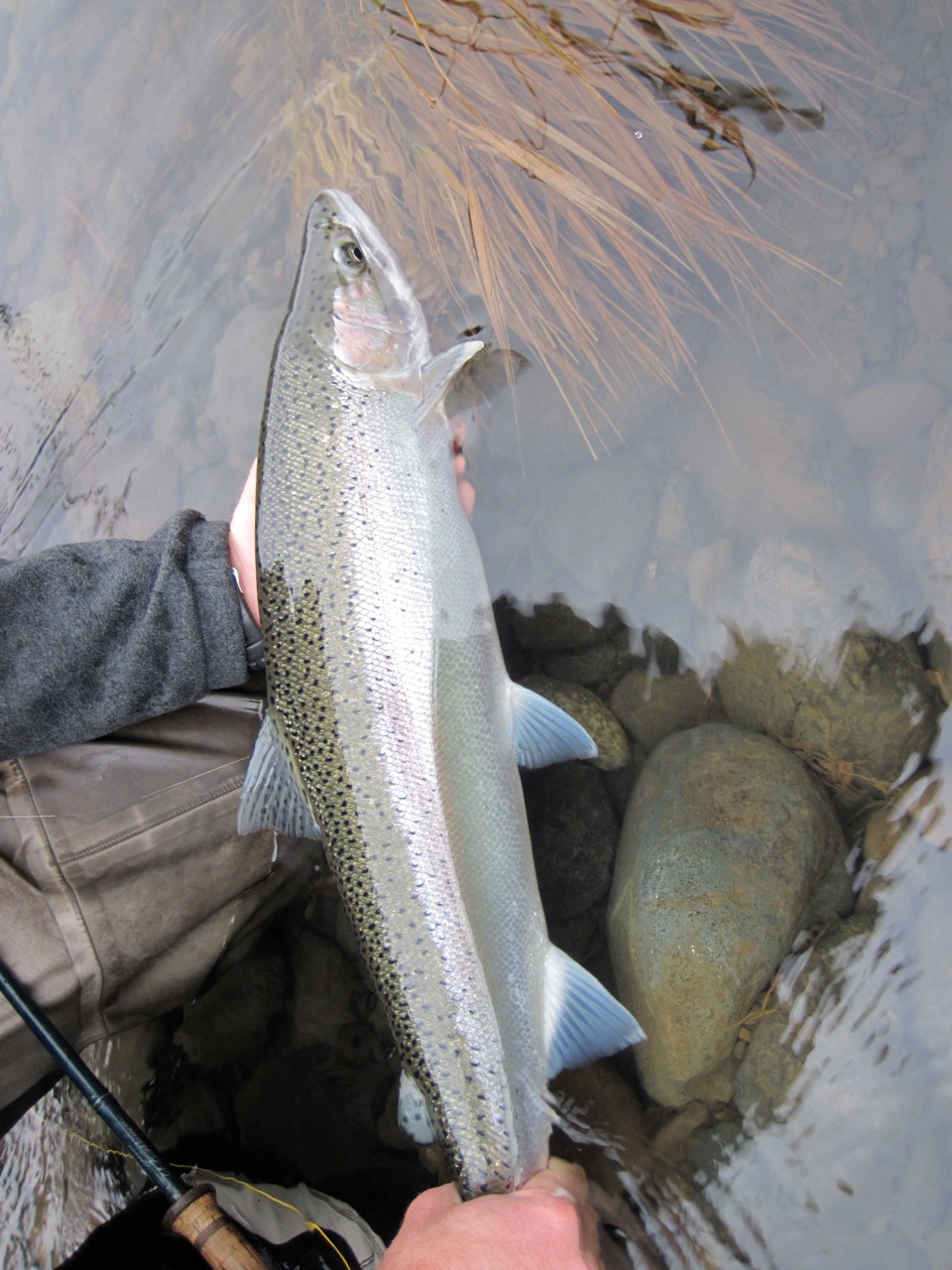 vertical image of a chrome steelhead behind held just above the water