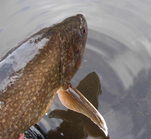 fish species