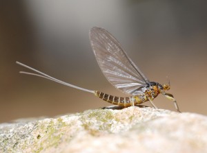 BAETIS