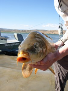 Fly Fishing Carp