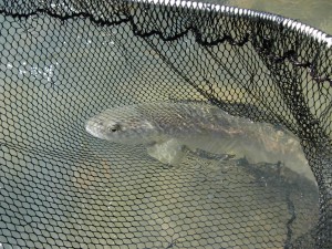 Marble Trout
