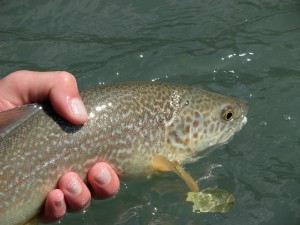 Marble Trout