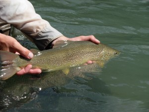 Marble Trout