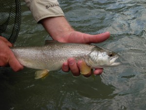 Marble Trout