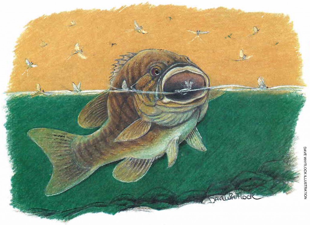 Topwater Smallmouth Fly Fishing